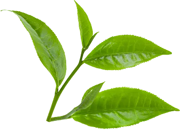 home-one-leaf