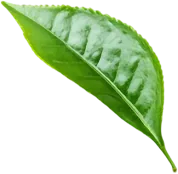 service-leaf-01