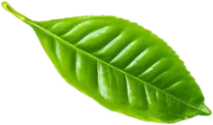 service-leaf-03
