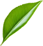 service-leaf-02