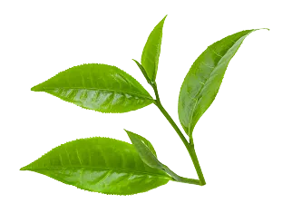 leaf-03